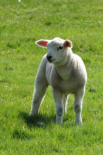 lamb