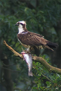 Osprey