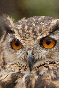 Falconry